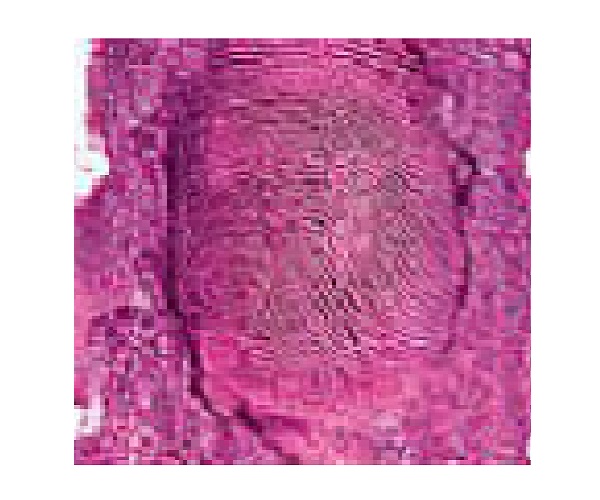 The Pinkprint Perfume (Women) Type Body Oils The Pinkprint Perfume (Women) Type Body Oils